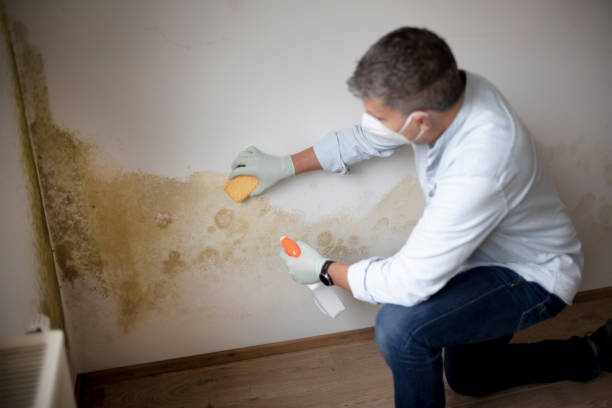 Best Crawl Space Mold Remediation  in Harrison, MI